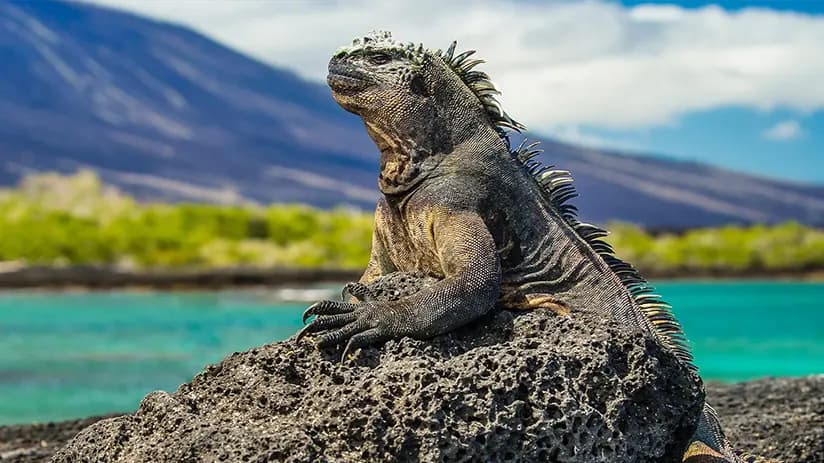Galapagos